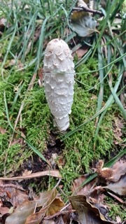 foto di Funghi